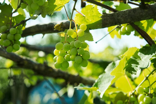 Green grapes leaves nature summer organic natural product — Stock Photo, Image
