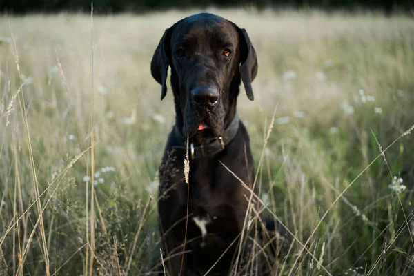 夏天户外田野里的一条黑色纯种狗 — 图库照片