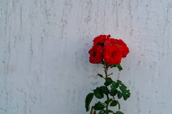 Röda blommor bukett nära väggen natur — Stockfoto