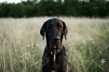 Yazın açık bir arazide siyah safkan köpek.