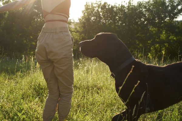 夏に自然界の野原で犬と遊ぶ陽気な女性 — ストック写真