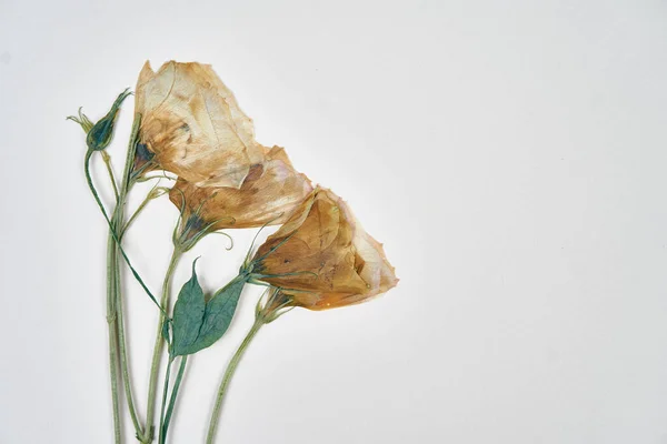 Букет лепестков роз украшения цветов корицы красоты — стоковое фото
