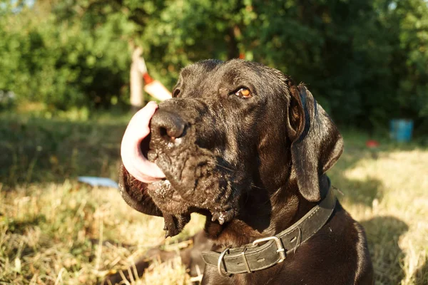 Большая чистокровная черная собака на открытом воздухе в поле домашних животных — стоковое фото