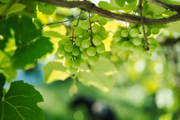 Grapes green leaves plants nature sun summer — Stock Photo, Image