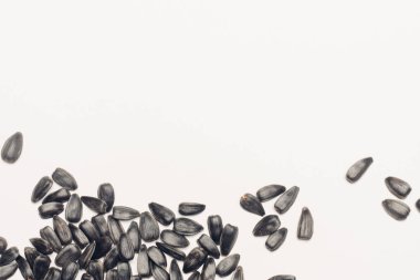 Filizlenen ayçiçeği tohumları organik tarım doğal ürünleri