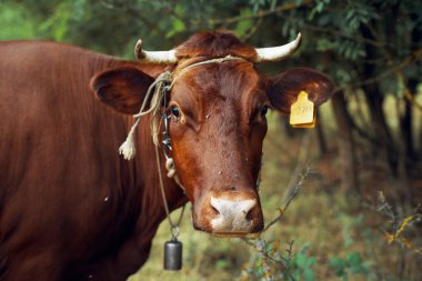 Kırsal alanda inek. Hayvan memelisi.