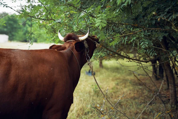 Djur däggdjur bete lantgård ko natur jordbruk — Stockfoto