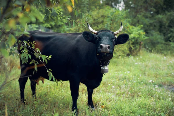 Tjur betar på ängen gräs natur djur gård — Stockfoto
