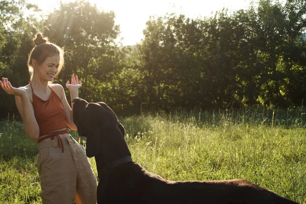 Glad kvinna leker med en hund på ett fält i naturen på sommaren — Stockfoto