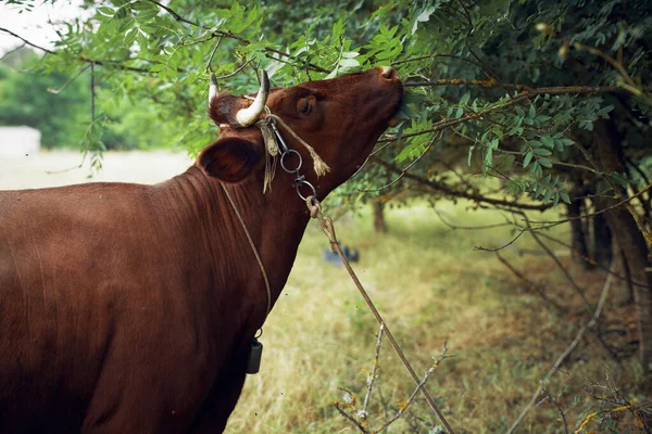 Αγελάδα στην ύπαιθρο φύση ζωικό θηλαστικό — Φωτογραφία Αρχείου