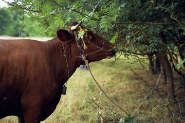 Kırsal alanda inek. Hayvan memelisi.