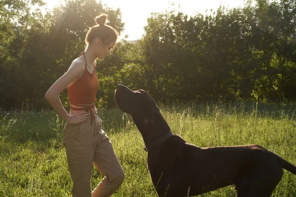 Mujer alegre jugando con un perro en un campo en la naturaleza en verano —  Fotos de Stock