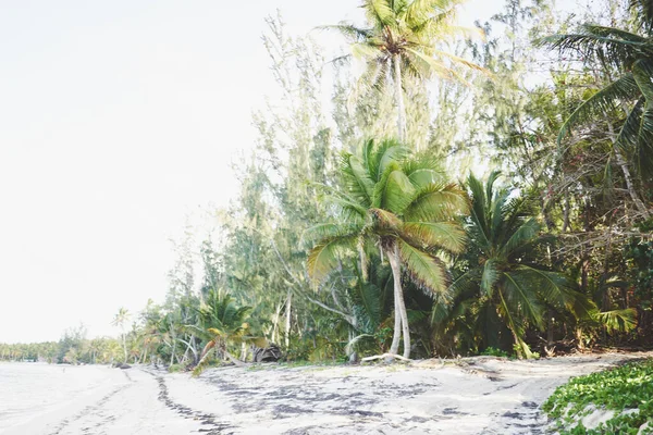 Island palm trees jungle exotic nature tropics — Stock Photo, Image