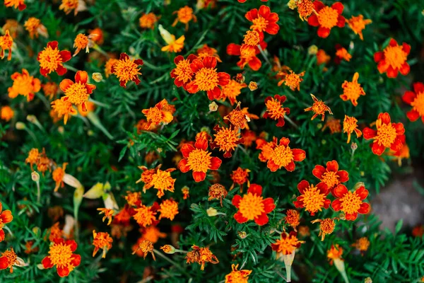 Arbusto flores de laranja natureza jardim cultivo close-up — Fotografia de Stock