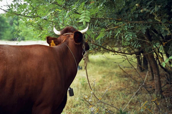 Ζώα θηλαστικά βόσκηση κτηνοτροφική αγελάδα φύση γεωργία — Φωτογραφία Αρχείου