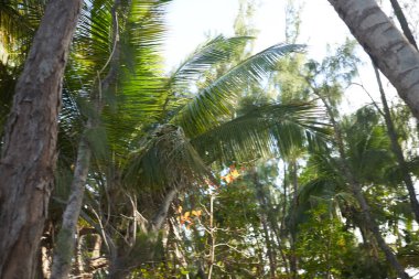 Ada palmiyeleri ormanları egzotik doğa tropikleri
