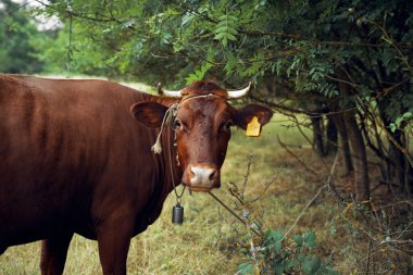 Hayvan memelileri çiftlik ineği otlatıyorlar doğa tarımı