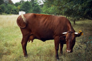 İnek yiyen ot yiyen doğa tarım çiftliği