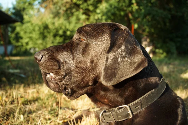 야외에 있는 대형 순 종말검은 개 가 들에 있는 애완 동물들 — 스톡 사진