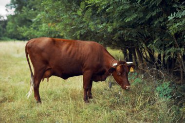 İnek yiyen ot yiyen doğa tarım çiftliği