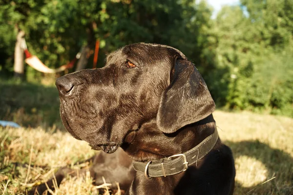 Stora renrasiga svarta hund utomhus i fältet husdjur — Stockfoto