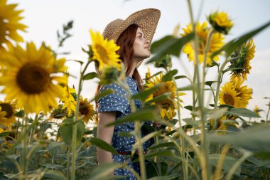 Ayçiçeği tarlasında yürüyüş doğa cazibesi açık hava aktiviteleri