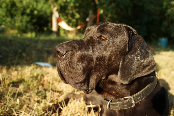 야외에 있는 대형 순 종말검은 개 가 들에 있는 애완 동물들 — 스톡 사진