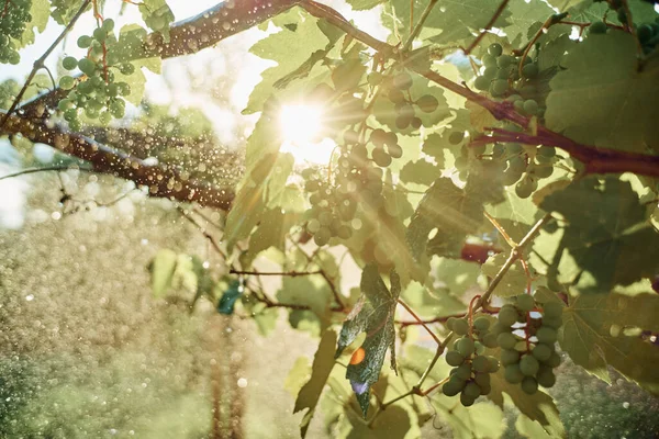 Zöld levelek kert szőlő öntözés nyári mezőgazdaság — Stock Fotó
