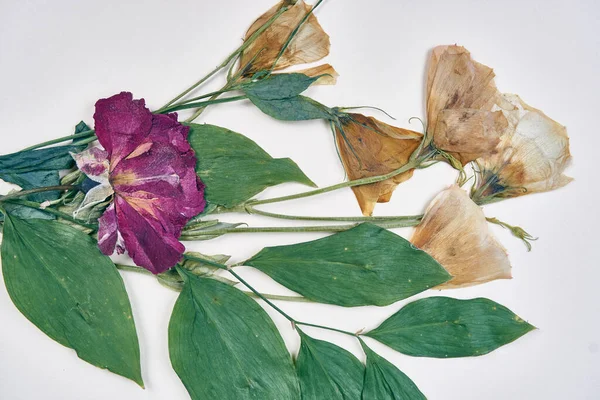 Bukett blommor dekoration ekologisk gåva bröllop — Stockfoto