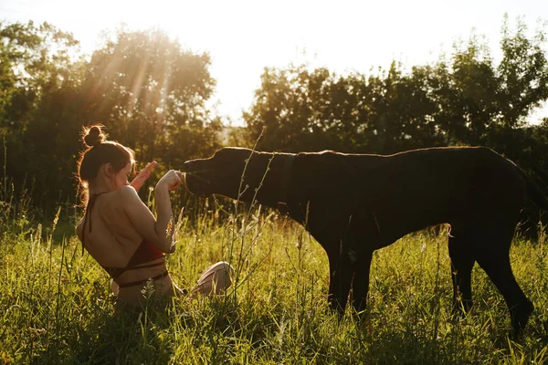 Donna allegra che gioca con un cane in un campo in natura in estate — Foto Stock