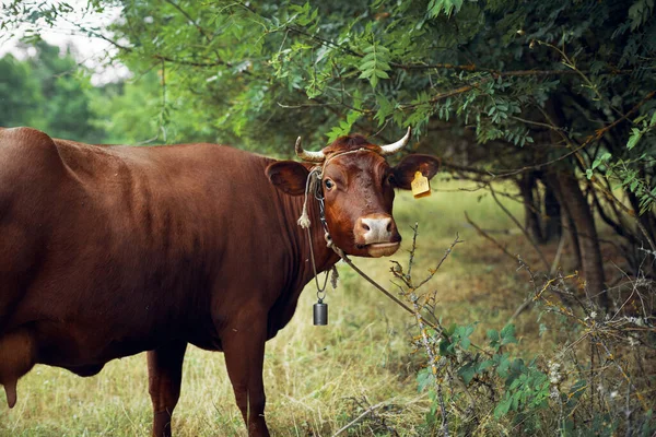 Animais mamíferos pastoreio fazenda vaca natureza agricultura — Fotografia de Stock