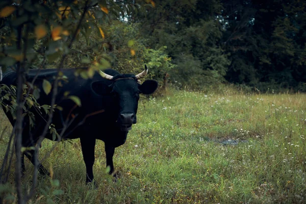 Byk wypasu na łące trawa natura zwierząt gospodarstwo — Zdjęcie stockowe