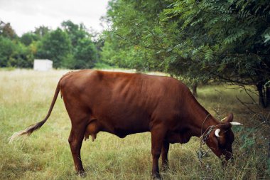 İnek yiyen ot yiyen doğa tarım çiftliği