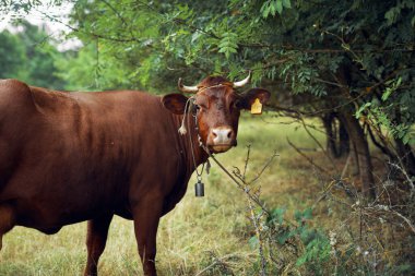 Hayvan memelileri çiftlik ineği otlatıyorlar doğa tarımı