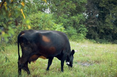 Boğa otlakta otlar doğa hayvan çiftliğinde