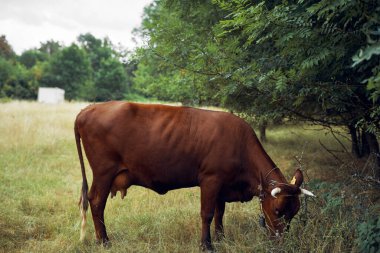 İnek yiyen ot yiyen doğa tarım çiftliği