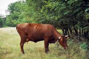İnek yiyen ot yiyen doğa tarım çiftliği