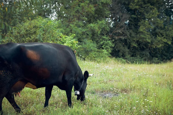 Ταύροι βόσκουν στο λιβάδι χόρτο φύση κτηνοτροφικό αγρόκτημα — Φωτογραφία Αρχείου