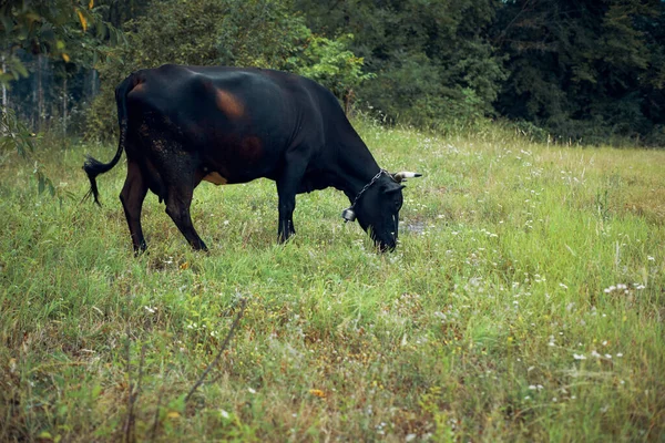 Tjur betar på ängen gräs natur djur gård — Stockfoto