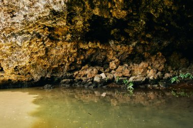 Adanın palmiye ağaçları Yaz mevsiminde egzotik manzaralar