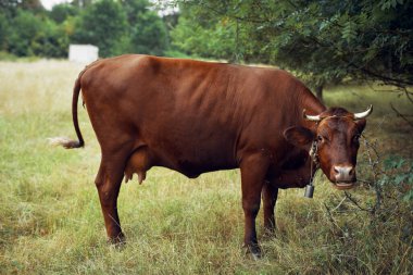 İnek yiyen ot yiyen doğa tarım çiftliği