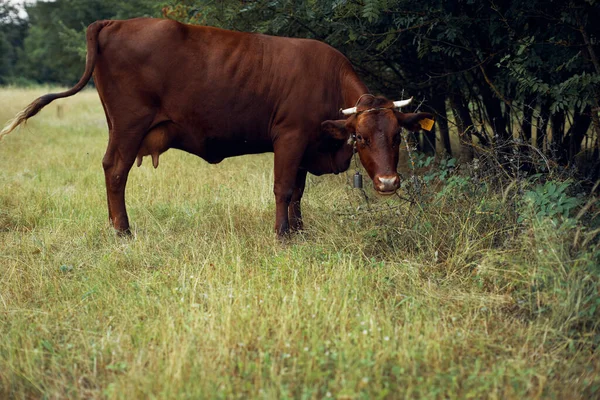 Ko äta gräs jordbruk natur gård jordbruk — Stockfoto