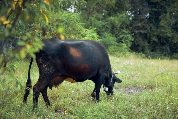 Ταύροι βόσκουν στο λιβάδι χόρτο φύση κτηνοτροφικό αγρόκτημα — Φωτογραφία Αρχείου