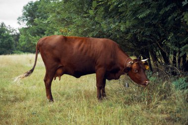 İnek yiyen ot yiyen doğa tarım çiftliği