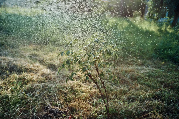 Vattning träd trädgård natur sommar odling växer — Stockfoto
