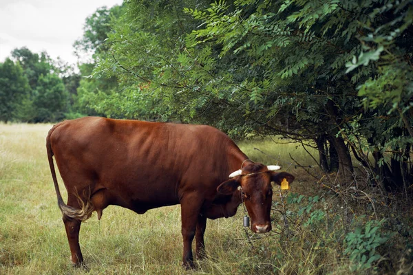 Ko äta gräs jordbruk natur gård jordbruk — Stockfoto