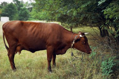 İnek yiyen ot yiyen doğa tarım çiftliği