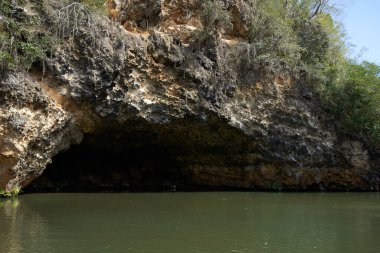 Adanın palmiye ağaçları Yaz mevsiminde egzotik manzaralar