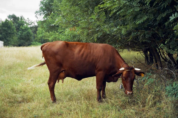 İnek yiyen ot yiyen doğa tarım çiftliği
