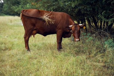 İnek yiyen ot yiyen doğa tarım çiftliği
